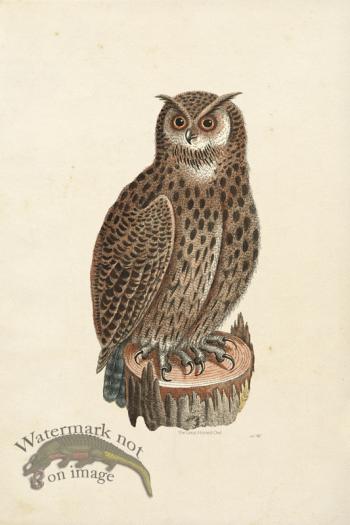 KO 19  Great Horned Owl